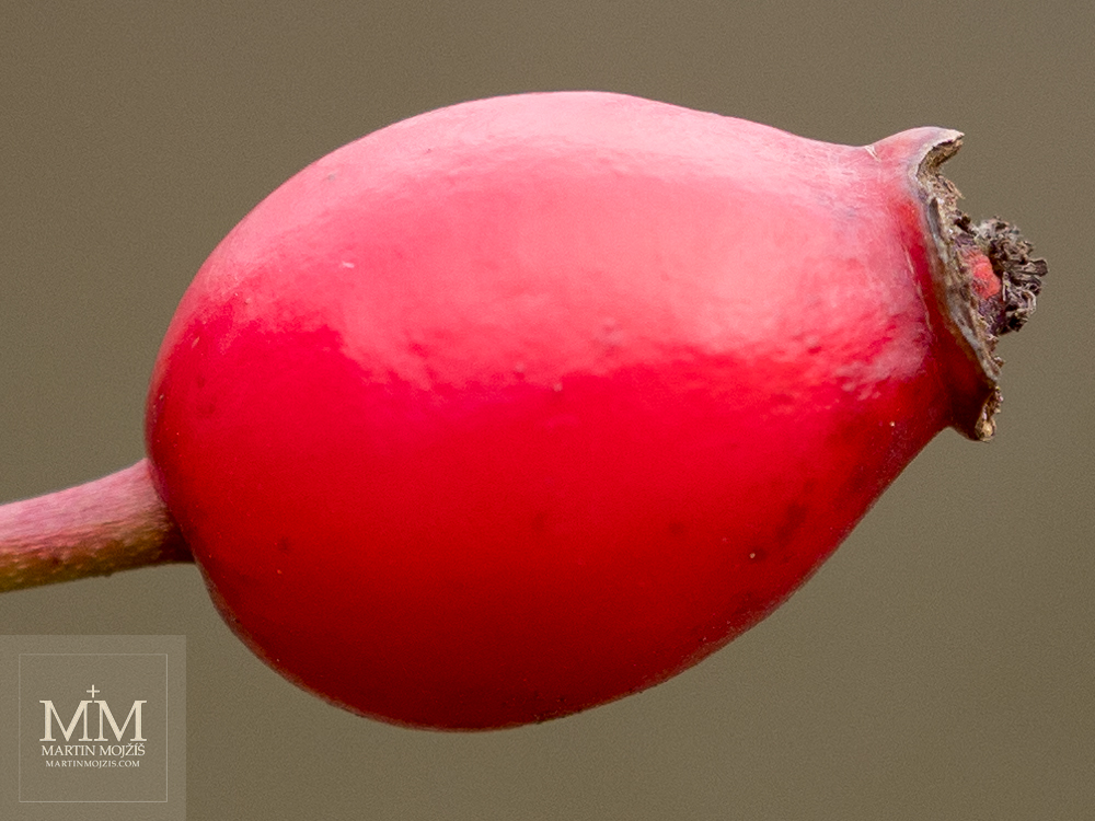 A red rose hip close up view. Photograph created with the Olympus M. Zuiko digital ED 40 - 150 mm 1:2.8 PRO.